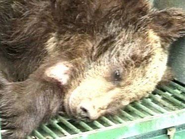 Slovenští úředníci chtějí odstřelit polovinu medvědů