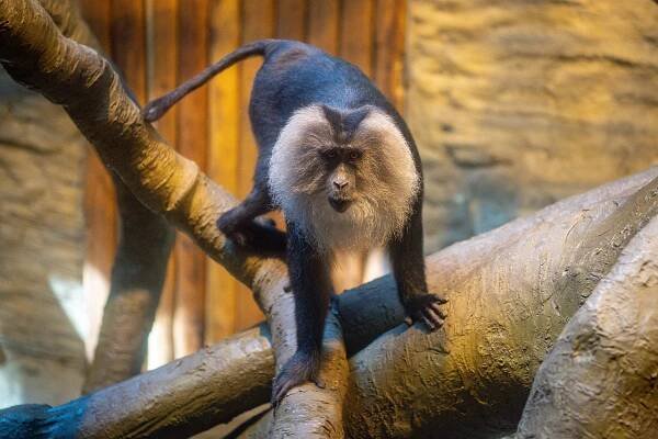V ostravské ZOO jsou dvě nové stavby s atraktivními výběhy nejen pro makaky a gibony -ZdraváOVA