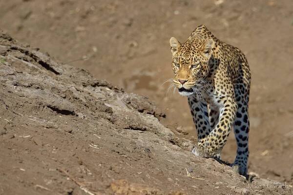 Leopard