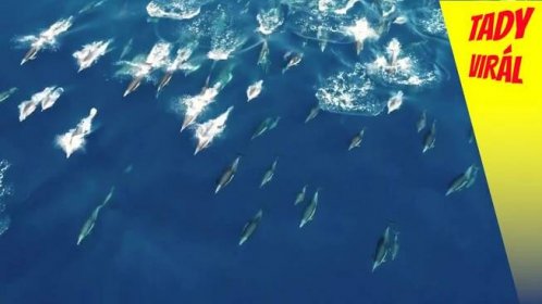 Hejno delfínu připlavalo doprovodit pozorovatele velryb