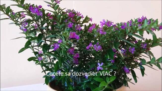 Cuphea hyssopifolia, Kufea yzopolistá – Japonská myrta