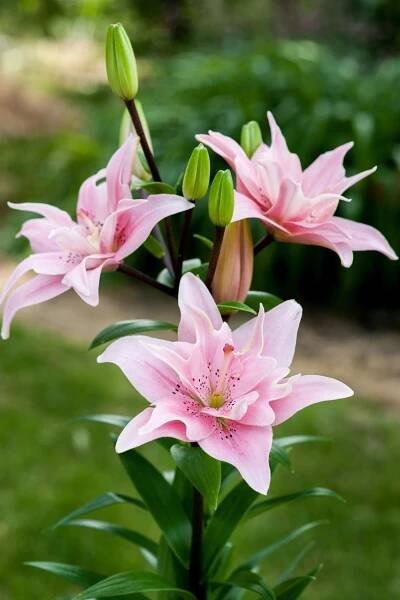Lily 