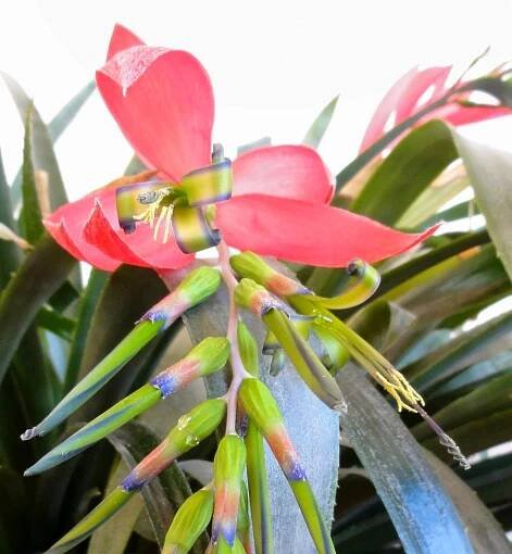 Tillandsia za okny: Billbergia nutans