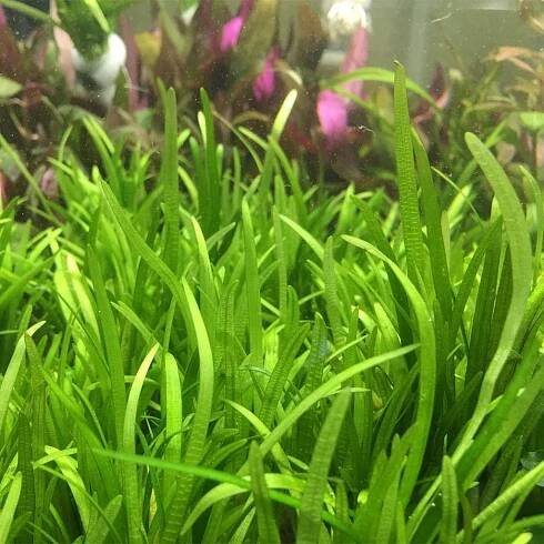 Dwarf Sagittaria Subulata - Aquarium Plants Factory