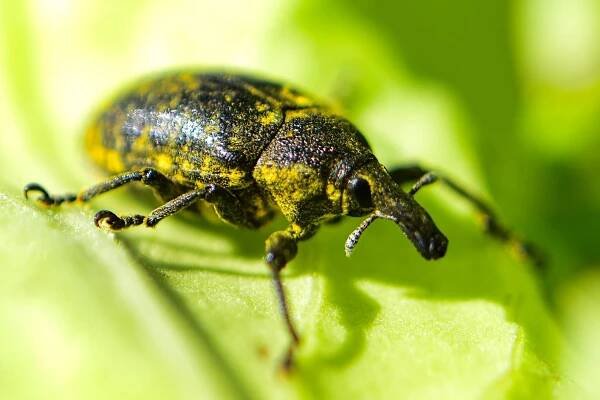 Curculionidae – Nosatcovití – (Ne)viditelné krásky 