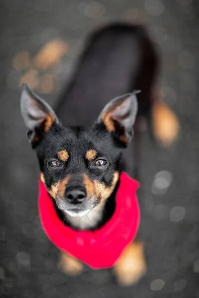 Enzo – adoptovaný | Pes nejvěrnější přítel
