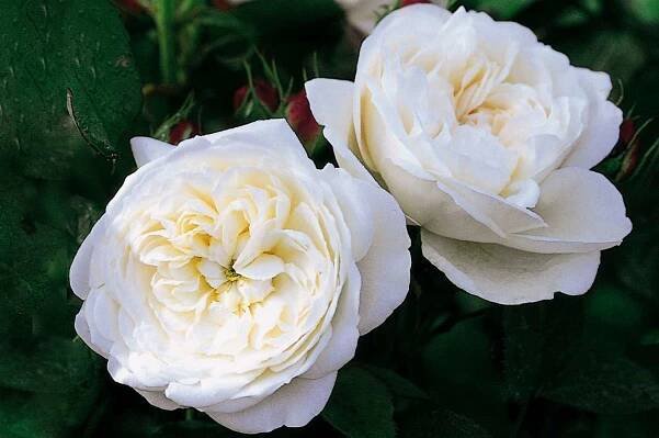 Fair Bianco rose