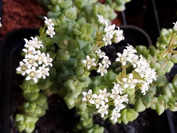 Tlustice - Crassula rupestris