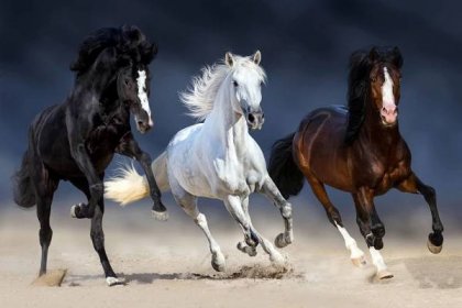 Stáhnout - Tři koně s dlouhou hřívou spustit cval v písku — Stock obrázek
