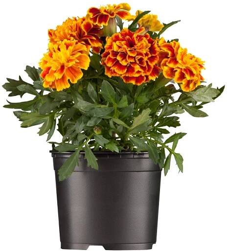 OBI Aksamitník rozkladitý (Tagetes patula), žluto-oranžová, pr. 9 cm nakoupit u OBI