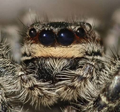 Soubor:Marpissamuscosa.jpg – Wikipedie