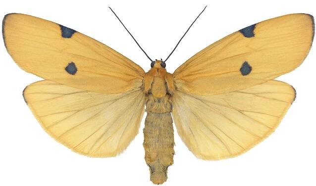 Lithosia quadra female.jpg