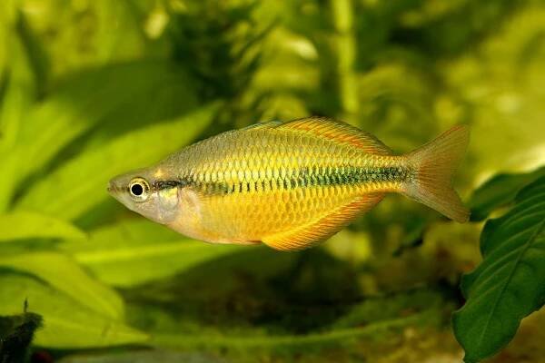 Lake Tebera rainbowfish Aquarium fish Melanotaenia herbertaxelrodi