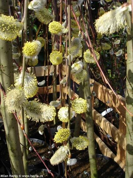 Salix caprea Kilmarnock