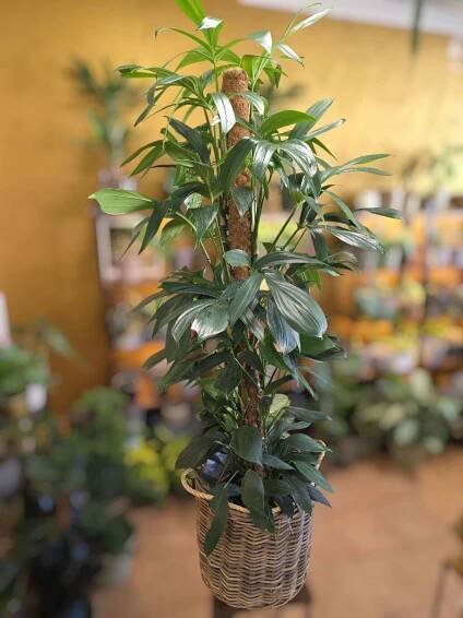 Philodendron Dragon Tail