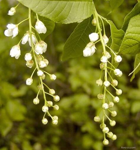 Střemcha obecná (Prunus padus)