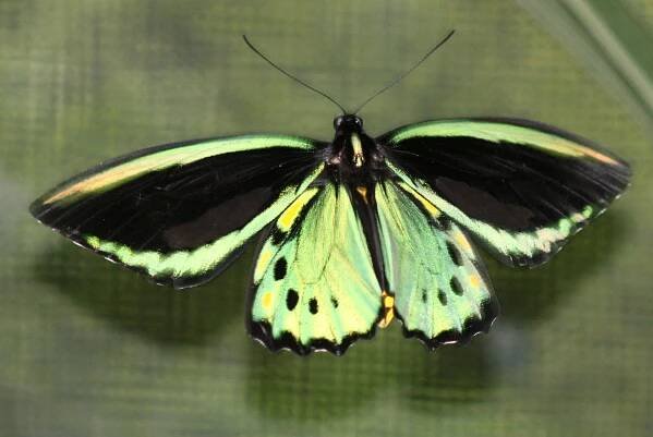 Ornithoptera euphorion