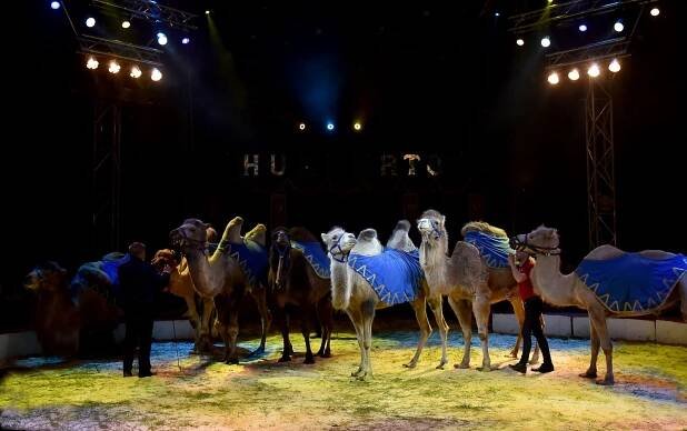 Cirkus Humberto potěšil v Hodoníně i děti z Dětského domova