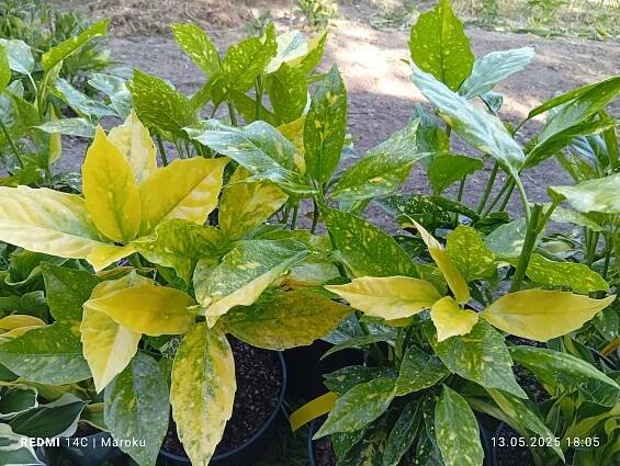 Aukuba japonská aucuba japonica variegata C2 25-40 cm