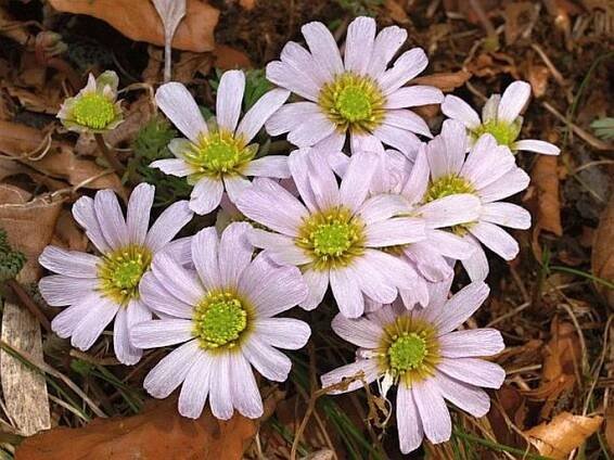 Callianthemum anemonoides
