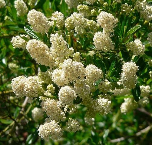 Bíle kvetoucí latnatec Ceanothus thyrsiflorus