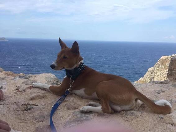 Fotogalerie – tabangwa-basenji