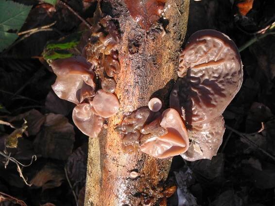 Portail:Mycologie — Wikipédia