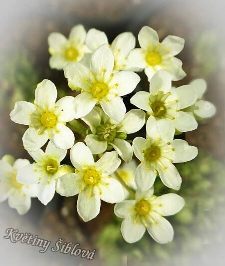 Saxifraga paniculata 'Lutea'
