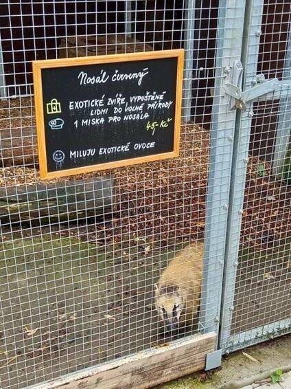 Zachráněný netopýrek se uzdravuje. Huslík loni pomohl 540 zvířatům