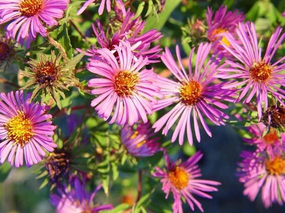 Hamilton Native (New England, Aster)(Aster novae-angliae)