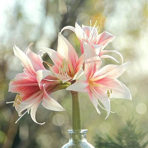 Amaryllis-Sorten – Naturalgarten