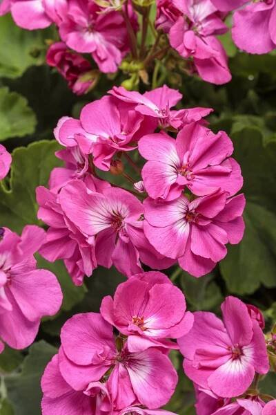 Boldly® Hot Pink - Geranium - Pelargonium interspecific | Proven Winners