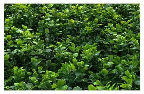Umělý květinový panel Buxus Japonicus - Velkoobchod-salóny