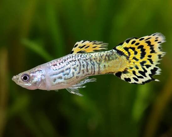 Guppy male "Cobra Green" - Poecilia reticulata