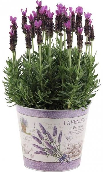 OBI Levandule "Anouk" v potištěné zinkové nádobě průměr květináče cca 17 cm