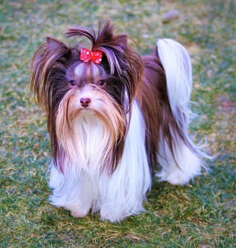 Biro Yorkshire Cookie - Home of Harmony Zucht für Biewer-, Biro-, Golddust-, Yorkshire Terrier
