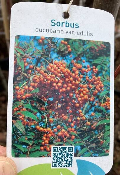 Sorbus aucuparia 'Edulis'