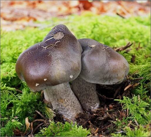čirůvka mýdlová – Tricholoma saponaceum - Českokrumlovsko - foto: Věra Hyrálová