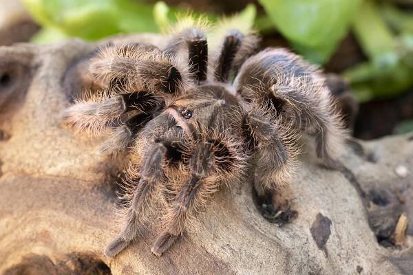 Tarantule, Pavouk, Pavoukovec