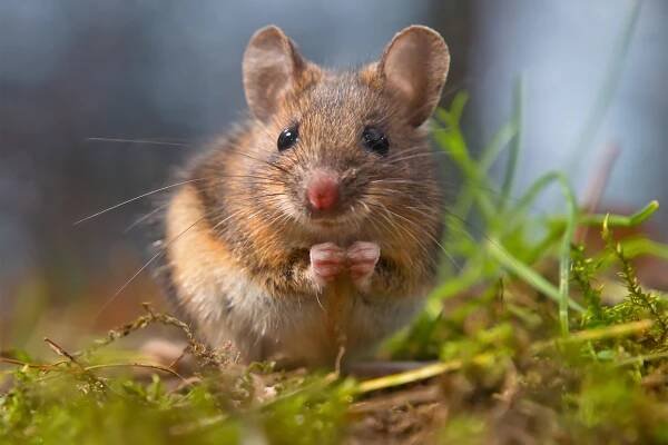 Wood mouse