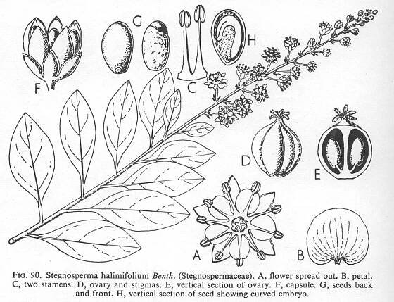 Angiosperm families - Stegnospermataceae (H. Walter) Nak. 