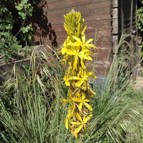 Asphodeline lutea