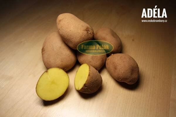 Brambory | České brambory – Farma Polák