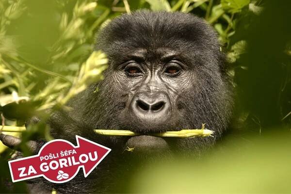 Pošli šéfa za Gorilou – Kup kávu, vyhraj gorilu! | Mountain Gorilla