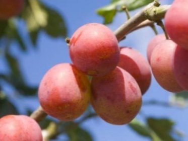 Kříženci švestky, meruňky a broskve: názvy a popisy nového ovoce