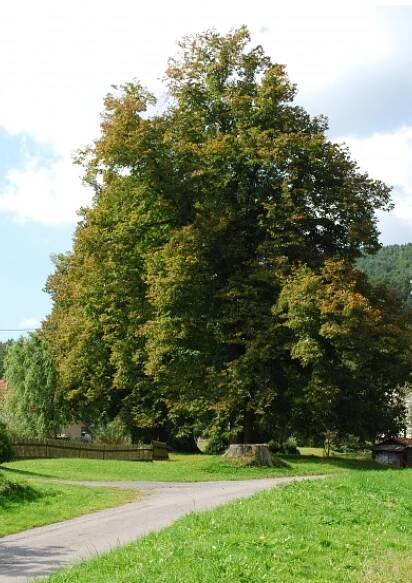 Tři lípy velkolisté v Ujčově | Turistický portál Bystřicka 