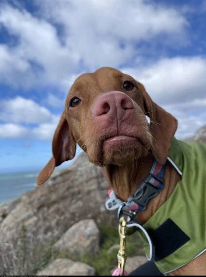 Sky-gazing Canine
