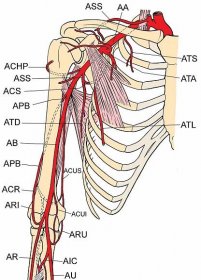 artery AU Ulnar artery APB Profunda brachii artery ASS Suprascapular