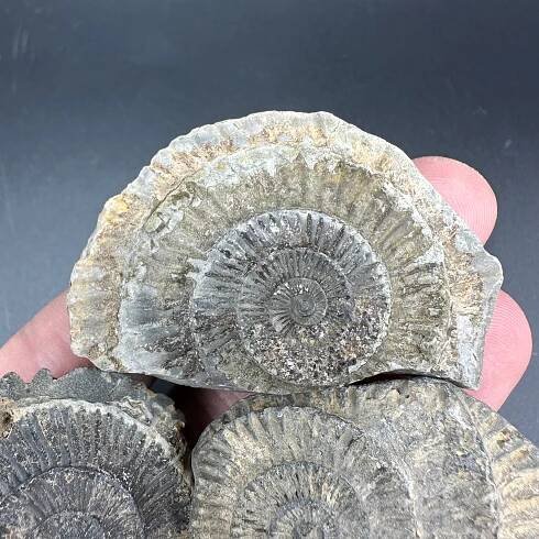 Dactylioceras imprint (negative) bundle ammonite shell fossil with box - Whitby, North Yorkshire, Yorkshire Fossils