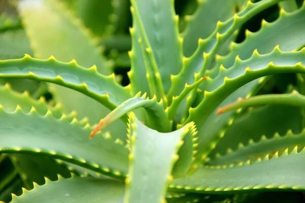 Aloe vera hojí popáleniny, s vnitřním užíváním ale opatrně